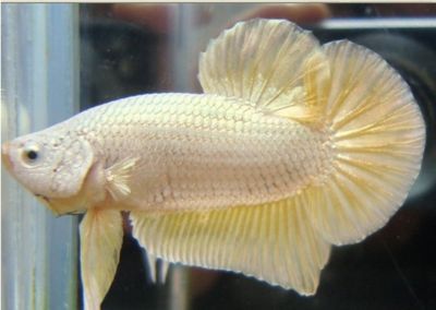黃龍魚能和什么魚混養一起：黃龍魚在混養時需要考慮到諸多因素