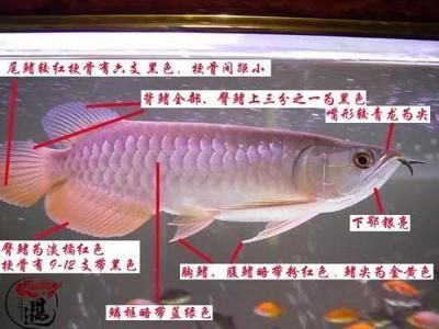 號半龍魚養3年了（號半龍魚養多久可以發色）