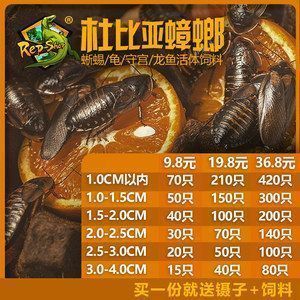 龍魚的價格是多少錢一條，一條龍魚的價格是多少