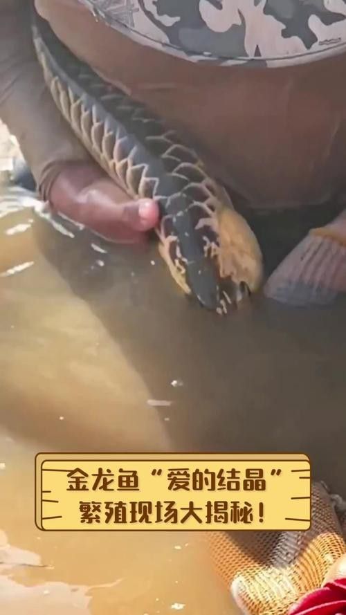 小金龍魚繁殖過程高清圖