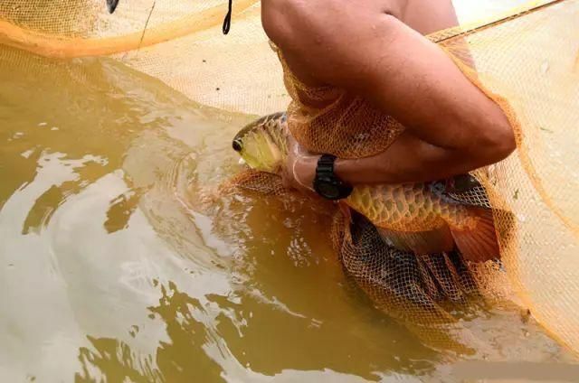 金龍魚值不值錢的原因：金龍魚價值取決于多種因素，金龍魚值不值錢的原因