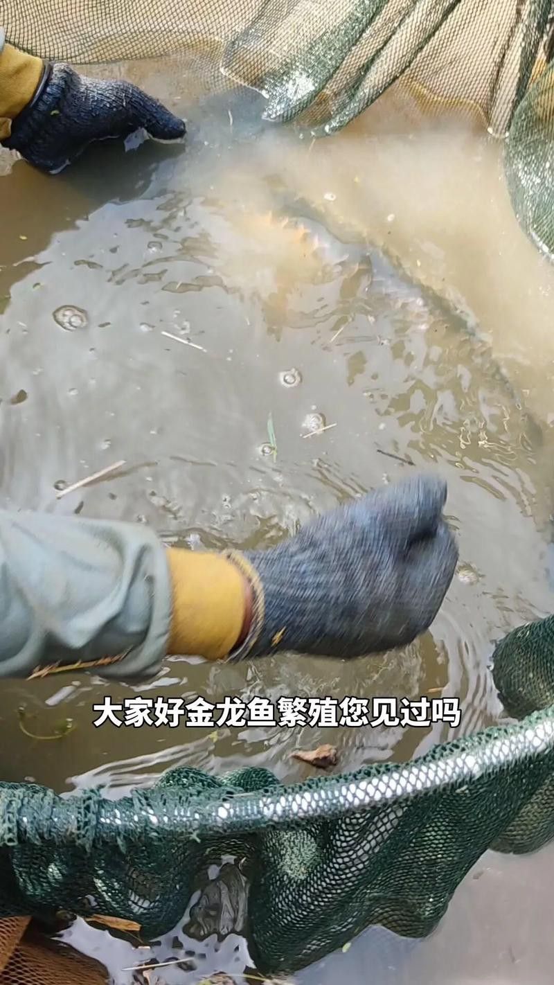 小金龍魚繁殖過程高清圖