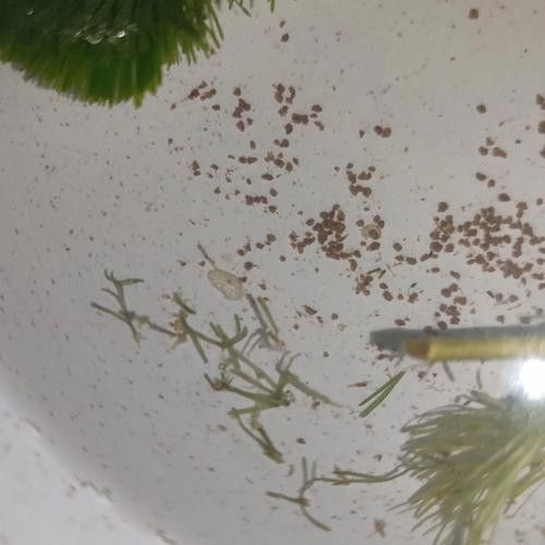 小金龍魚繁殖過程高清圖