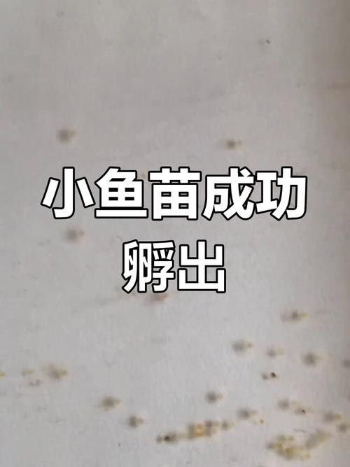 小金龍魚繁殖過程高清圖