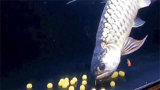 小金龍魚繁殖過程高清圖