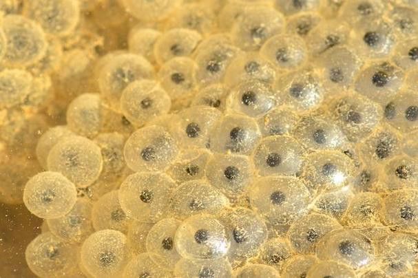 小金龍魚繁殖過程高清圖