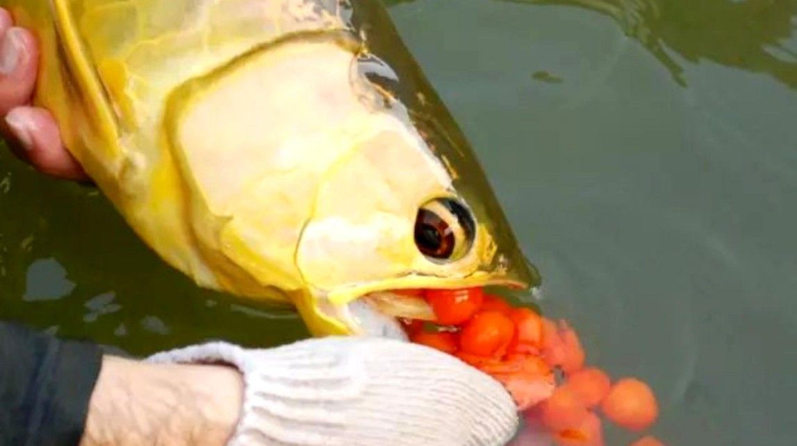 小金龍魚繁殖過程高清圖