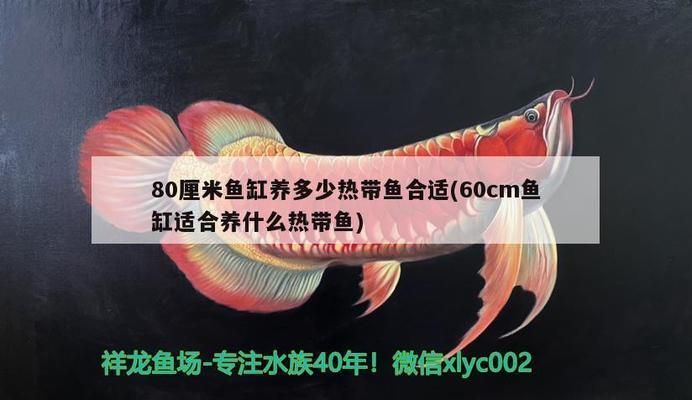 龍魚和什么魚搭配風水（龍魚混養風水禁忌）