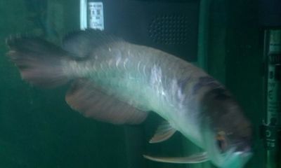 財神魚和金龍魚混養可以嗎（財神魚和金龍魚可以混養嗎財神魚和金龍魚能混養嗎）