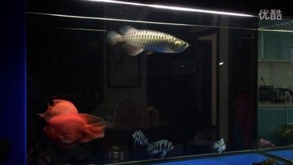 龍魚剛到家張嘴頻繁的原因分析（龍魚剛到新環境時頻繁張嘴可能由多種因素引起）