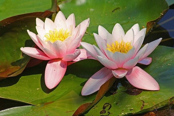 龍魚魚缸背景圖片高清無水印：如何自制龍魚魚缸背景圖文化禁忌解析龍魚魚缸背景圖