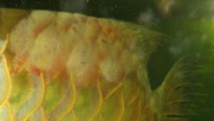 養(yǎng)龍魚的樂趣作文三年級：養(yǎng)龍魚是一種非常有趣的愛好