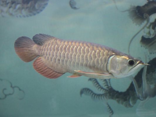 龍魚腸炎的表現圖片：龍魚腸炎與營養不良的關系，龍魚腸炎的自我治療方法