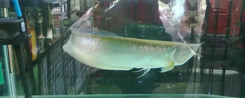 龍魚腸炎的表現圖片：龍魚腸炎與營養不良的關系，龍魚腸炎的自我治療方法