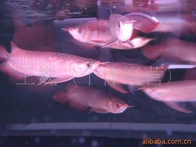 買龍魚到哪個平臺好：如何選擇一個合適的龍魚平臺