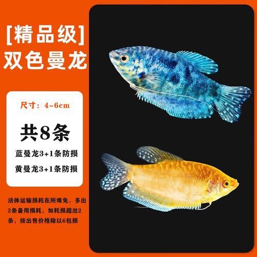 藍曼龍魚和黃曼龍魚的區別