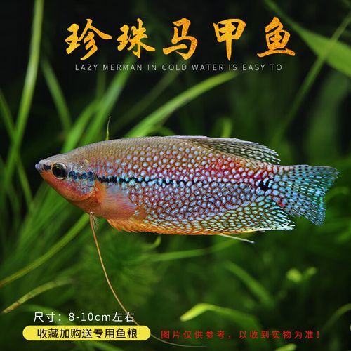 藍曼龍魚和黃曼龍魚的區別