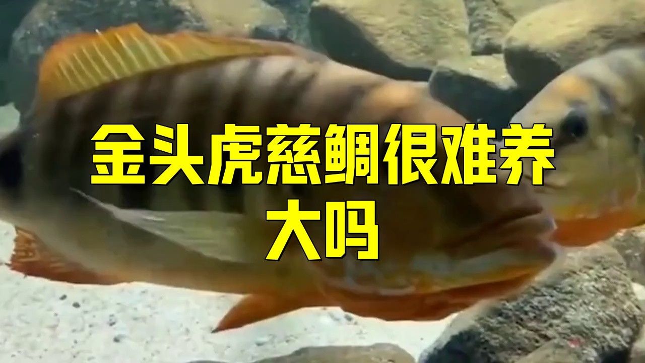 紅龍魚和金頭過背的飼養難度