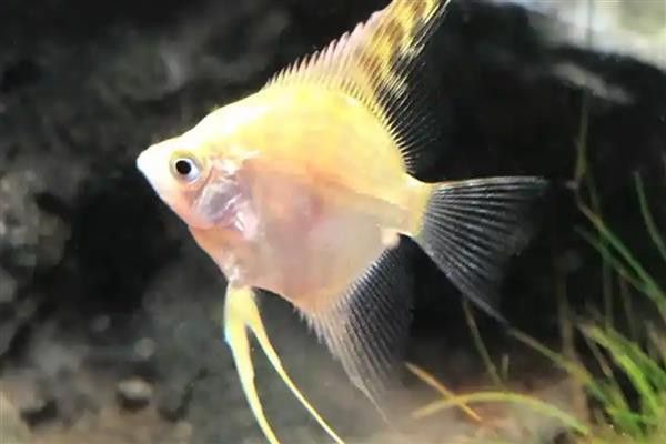 紅龍魚和金頭過背的飼養難度