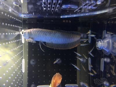 銀龍魚尾巴發厚發紅（銀龍魚尾巴發厚發紅可能由多種因素引起的原因及解決方法）