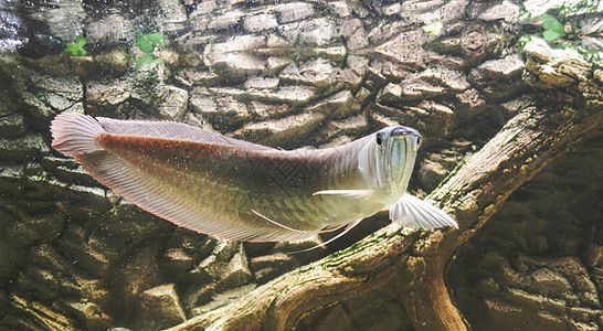銀龍魚尾巴發厚發紅（銀龍魚尾巴發厚發紅可能由多種因素引起的原因及解決方法）