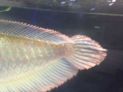 銀龍魚尾巴發厚發紅（銀龍魚尾巴發厚發紅可能由多種因素引起的原因及解決方法）