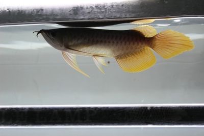 龍魚什么是掉眼：龍魚掉眼怎么辦