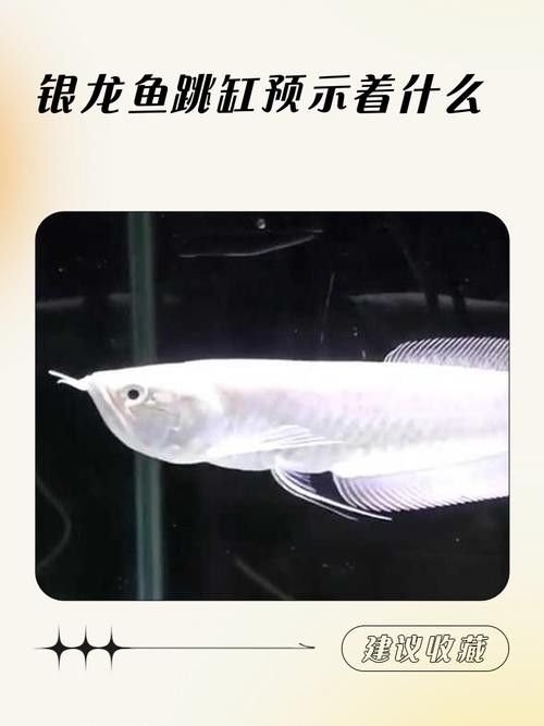 銀龍魚魚缸尺寸圖