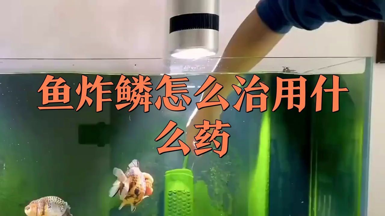 龍魚炸鱗還有救嗎