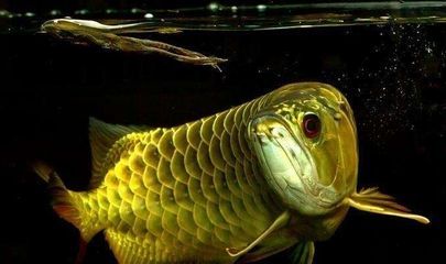 家里養(yǎng)紅龍魚有什么寓意和象征（家中養(yǎng)紅龍魚對(duì)風(fēng)水有什么作用）