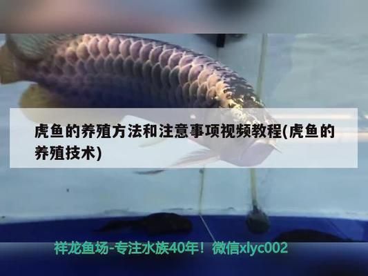 龍魚和虎魚怕鹽嗎：虎魚喜鹽的原因是什么