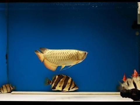 龍魚和虎魚怕鹽嗎：虎魚喜鹽的原因是什么