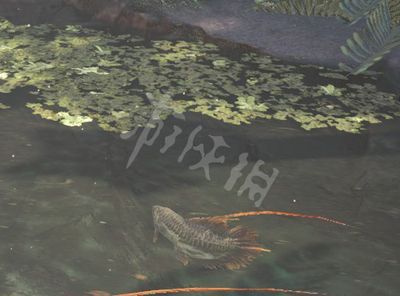 龍魚鱗片血印怎么處理：如何處理龍魚鱗片上的血印