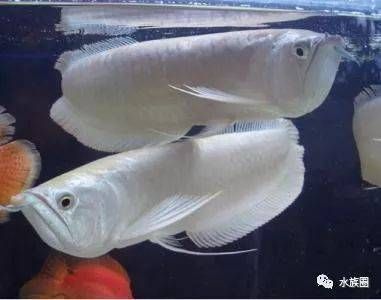銀龍魚有白點(diǎn)怎么回事（銀龍魚身上出現(xiàn)白點(diǎn)是怎么回事）