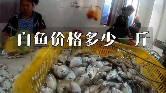 白龍魚價格多少錢一條圖片大全