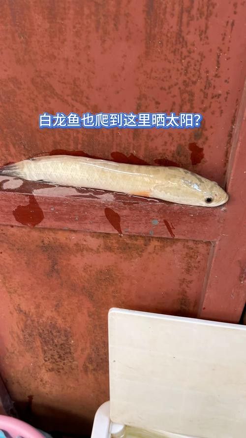 白龍魚價格多少錢一條圖片大全