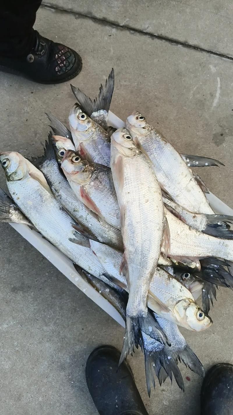 白龍魚價格多少錢一條圖片大全