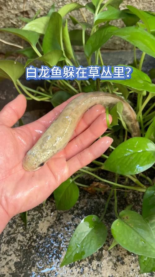 白龍魚價格多少錢一條圖片大全