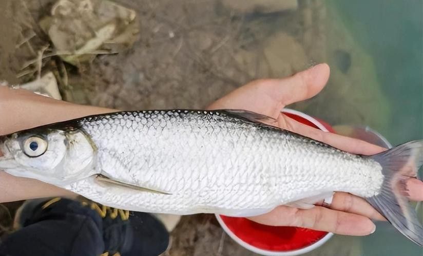 白龍魚價格多少錢一條圖片大全