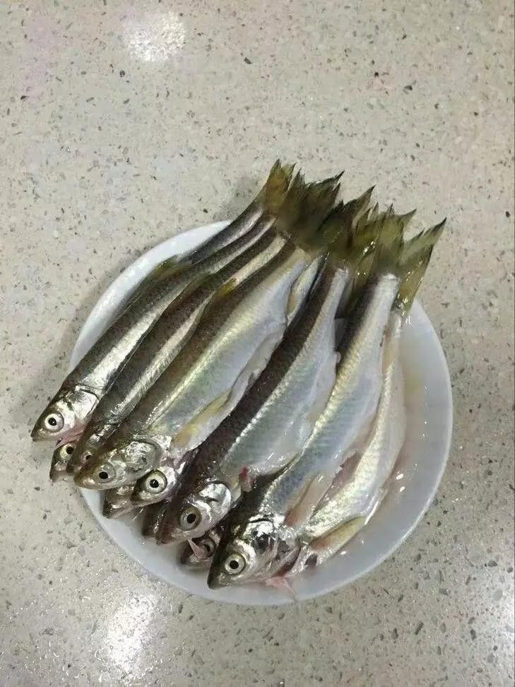 白龍魚價格多少錢一條圖片大全