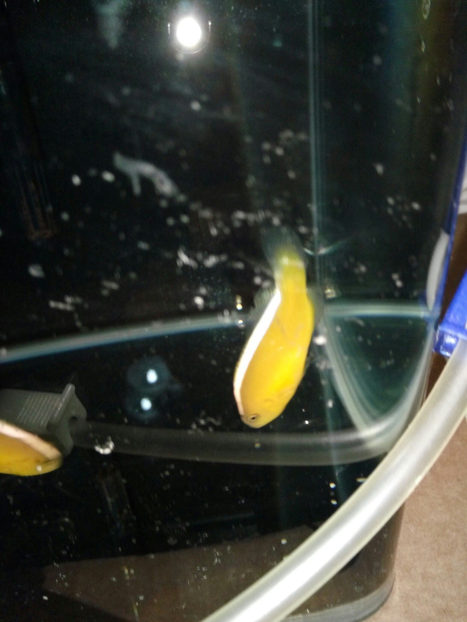 畢節水族館求大神幫忙我的銀背小丑怎么了