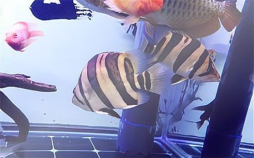 老虎魚價格一覽表