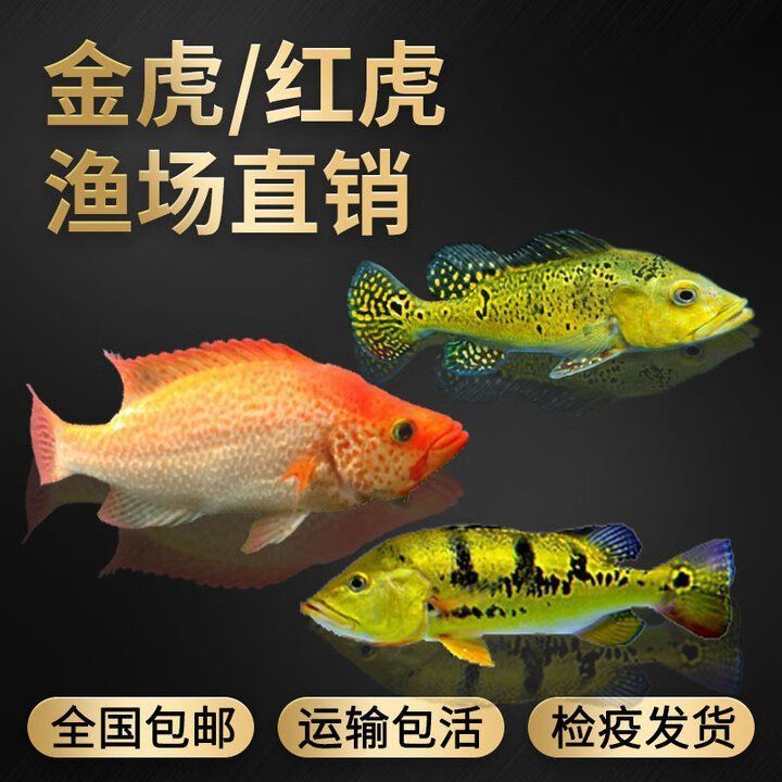老虎魚價格一覽表