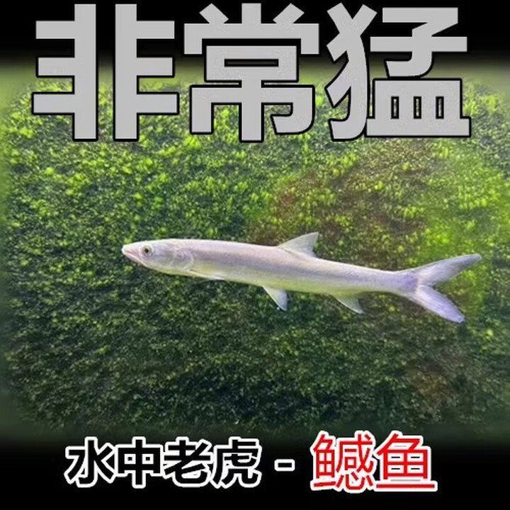 老虎魚價格一覽表