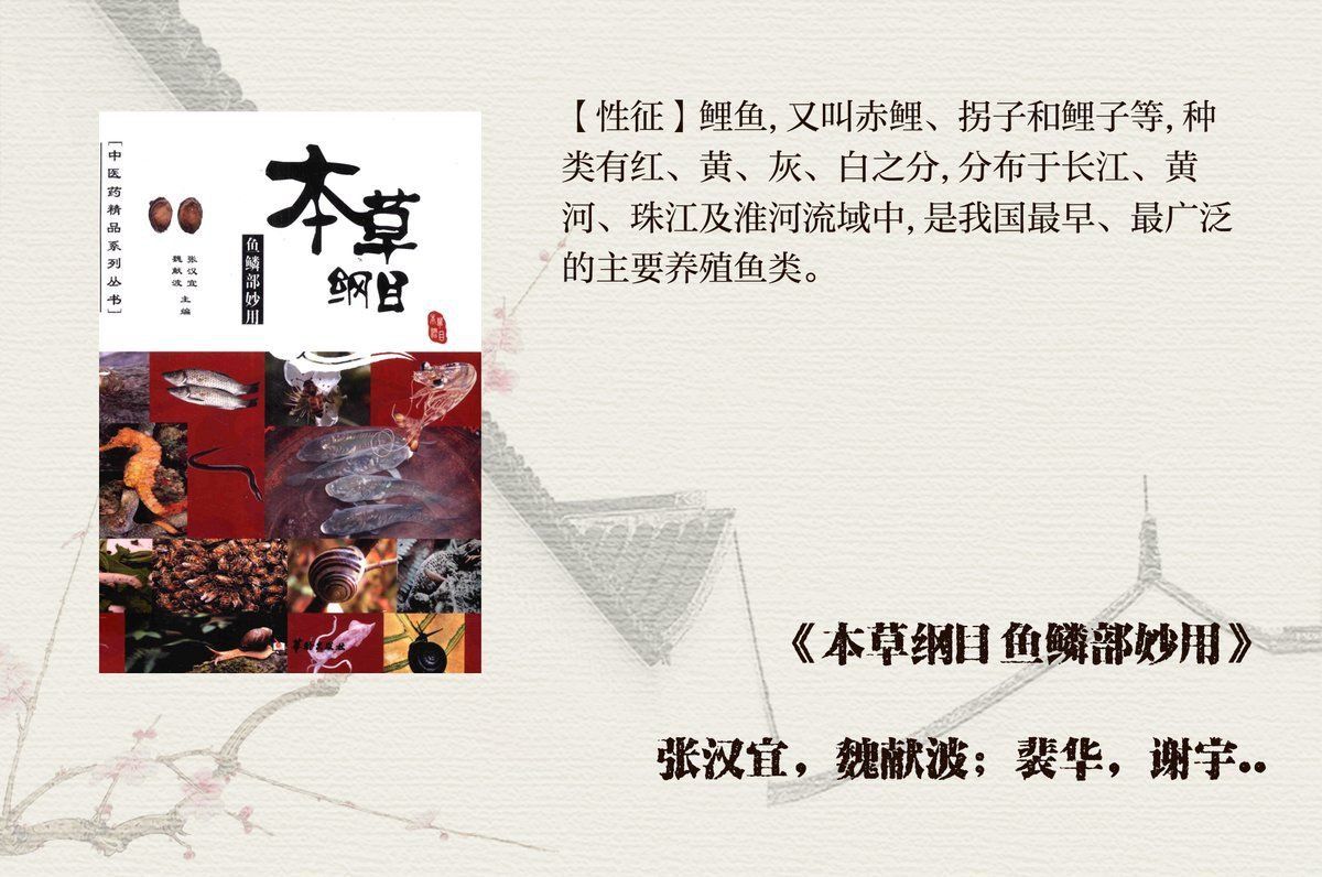 鯉魚有細長的有短粗的