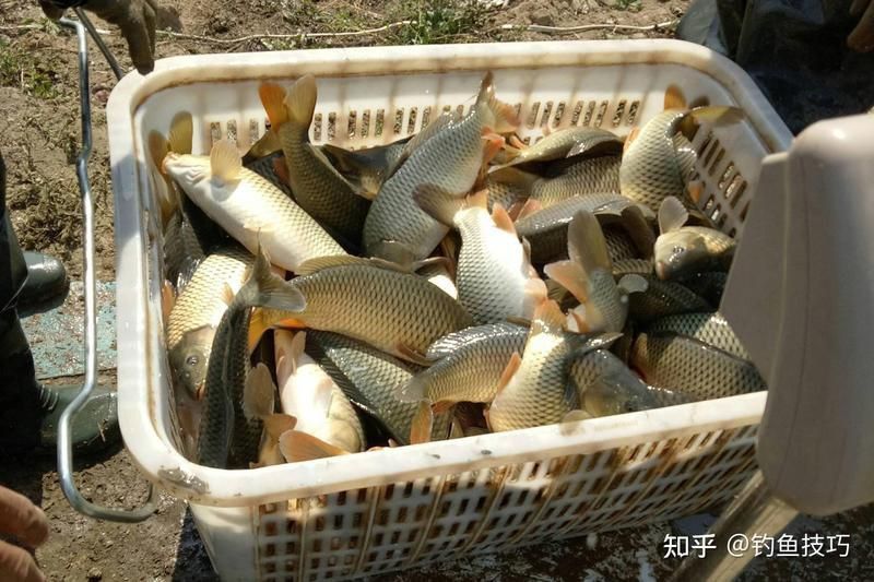 鯉魚有細長的有短粗的