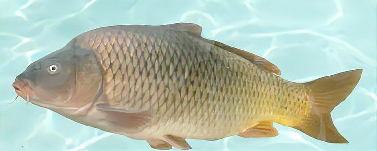 鯉魚有細長的有短粗的