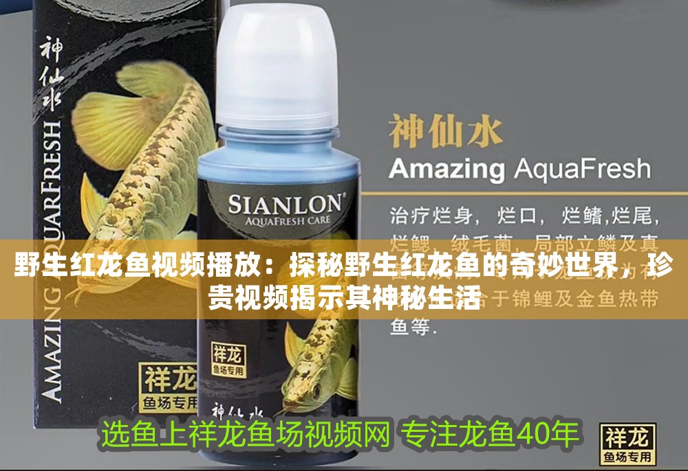 野生紅龍魚視頻播放：探秘野生紅龍魚的奇妙世界，珍貴視頻揭示其神秘生活