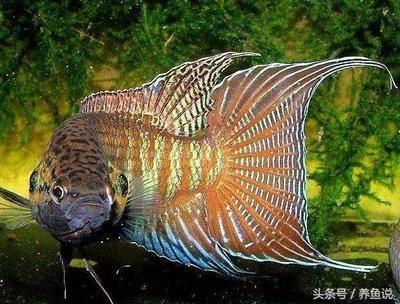 紅龍魚是哪里的（紅龍魚原產地及種類）