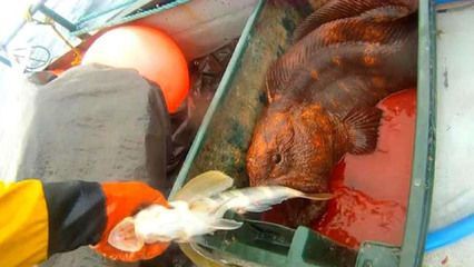 金龍魚動手術能吃嗎：金龍魚動手術后的飲食問題之前需要了解金龍魚動手術后的恢復情況